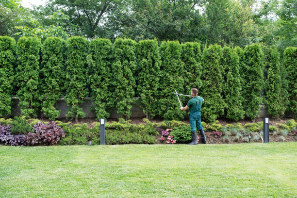 Best Palm Tree Trimming  in Long Valley, NJ